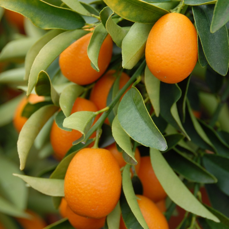 sq_citrus_kumquat_001